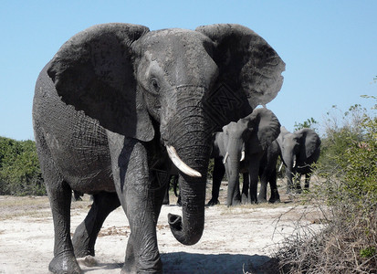 旅游耳朵动物博茨瓦纳乔贝河地区一群非洲大象Loxodontaafricana图片