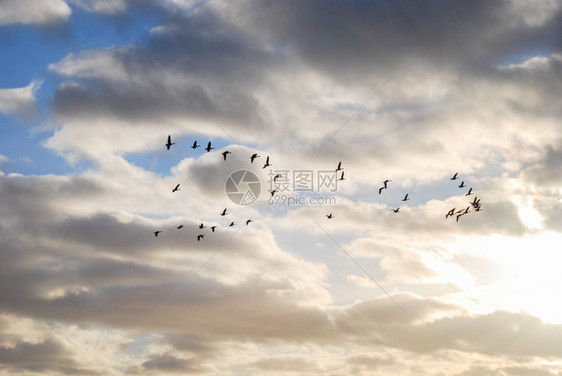 天空海库尔曼中云层的飞鹅环绕着月光图片