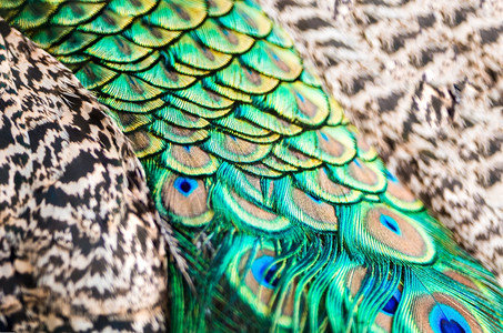 细节美丽抽象的绿色孔雀羽毛纹理抽象背景的多彩男图片