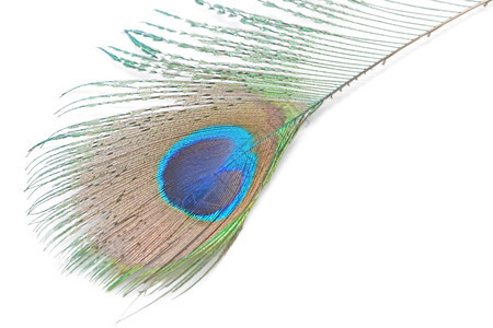 美丽的绿色孔雀羽毛抽象模式以白色背景孤立于世明亮的蓝色抽象图片