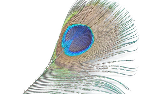 抽象的明亮丰富多彩美丽绿色孔雀羽毛抽象模式以白色背景孤立于世图片