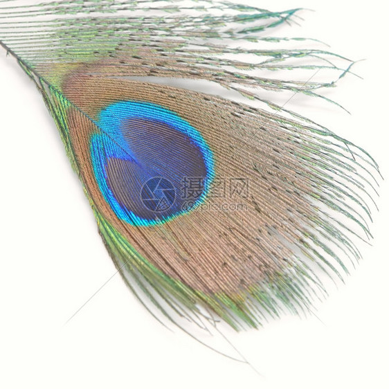 尾巴美丽的绿色孔雀羽毛抽象模式以白色背景孤立于世质地优雅图片