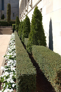 黄杨澳大利亚战争纪念馆院子花园澳大利亚堪培拉澳大利亚堪培拉白色的正式图片