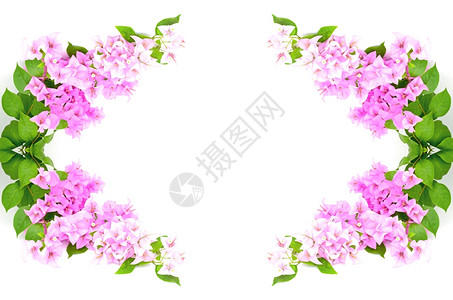 白背景孤立的粉红色布加林维拉花朵一种颜色热带图片