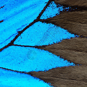 颜色蓝蝴蝶翅膀自然图案纹理背景动物细节图片