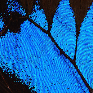 野生动物昆虫蓝蝴蝶翅膀自然图案纹理背景细节图片