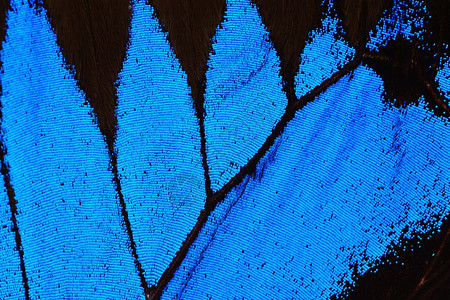 明亮的蓝蝴蝶翅膀自然图案纹理背景蛾充满活力图片