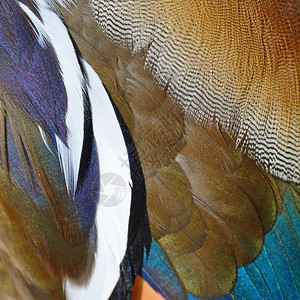 质地阮詹美丽的普通话鸭羽毛纹理抽象背景荒野图片