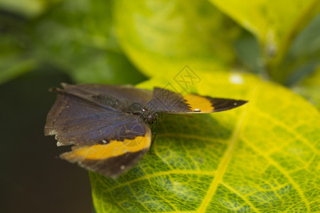 一只大棕褐色发丝蝴蝶Theclabeturae安息在一片叶子上丰富多彩的美丽棕色图片