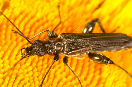 股骨天线昆虫一只黄色小花朵上的甲虫蜂蜜丝雀图片