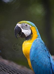 动物脸园近距离面对多彩的蓝金鹦鹉鸟绿色模糊背景图片
