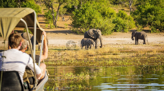 在非洲博茨瓦纳观大象旅游者在行时观看大象笠根牙树干图片