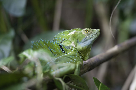 巴西利斯克 “钢铁侠”坠入爱河。这是一个你无法理解的爱情故事。巴西利斯克眼睛