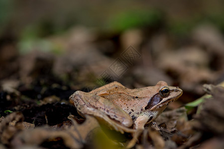 树林里的青蛙贴近了树木自然坐着图片