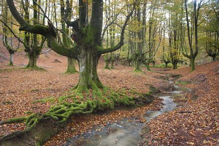 Otzarreta森林秋天西班牙阿拉瓦戈尔贝亚树干比分支机构图片