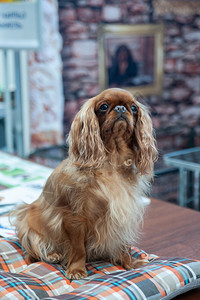 狗展上的红国王查尔斯猎犬肖像动物类骑士图片