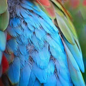 抽象的蓝色颜美丽鸟羽毛绿翼麦考羽毛背景图案图片