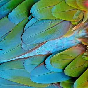 颜色鹦鹉美丽的鸟类羽毛背景绿翼麦考羽毛模式的背景蓝色图片