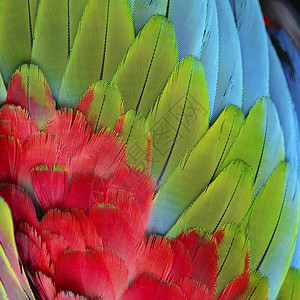 颜色华丽的绿翼麦考羽毛形态的美丽自然背景结构图案充满活力图片
