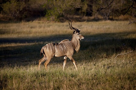艾伦旅游博茨瓦纳奥卡万戈三角洲的雄KuduTragelaphusstrepsiceros一种图片