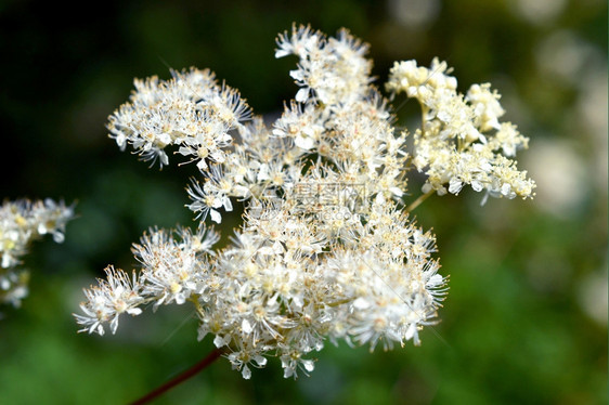 在荷兰Voorschoten的Duivenvoorde庄园Meadowsweet或FilipendulaUlmaria正在盛开植图片