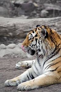 地面西伯利亚虎躺在地上舔他的鼻子放松舌头猫科动物图片