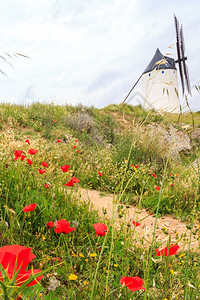 西班牙康苏格拉花朵风车图片