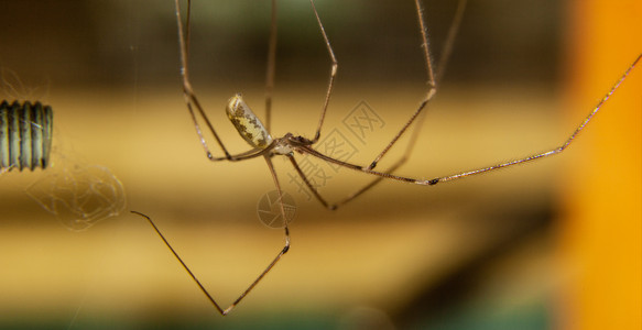 毛茸有毒大型蜘蛛和其他昆虫宏观摄影学生物背景图片