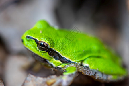 关闭一个小绿青蛙的焦点蟾蜍湿坐着图片