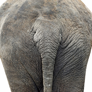 动物园绿色尾巴在白背景上被孤立的亚洲大象底部图片