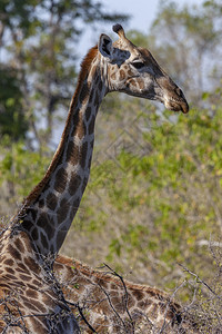 陆地的GiraffeGiraffacomerlopodardalis非洲一对偶毛乌龟哺乳动物非洲最高的陆地动物和博茨瓦纳最大的反图片