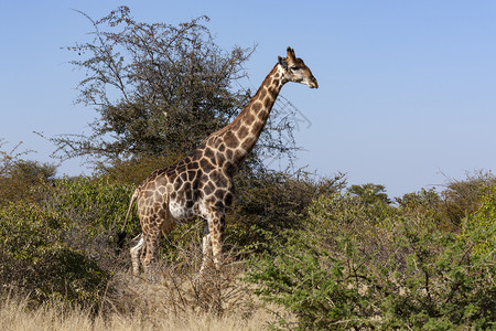 苹果浏览器GiraffeGiraffacomerlopodardalis非洲一对偶毛乌龟哺乳动物非洲最高的陆地动物和博茨瓦纳最大图片
