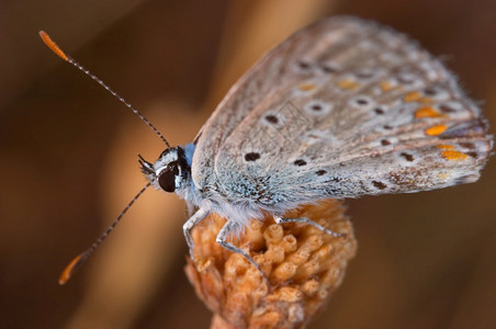 生物多样阿莱利无脊椎动物一个美丽的小公主蝴蝶波利玛图斯伊卡鲁蝴蝶皮洛玛图斯伊卡鲁图片