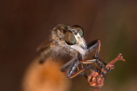 有翼的1849年月日杀手Fly的标本昆虫黄花菜图片