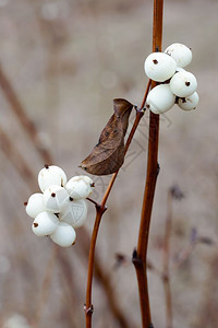 冬季白雪莓水果的宏细节季枝条图片