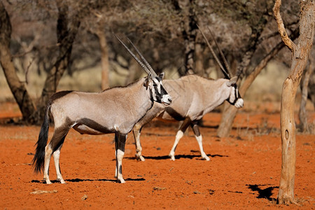 南部未受破坏的哺乳动物GemsbokantellopesOryx瞪羚南非卡拉哈里红沙的自然栖息地图片