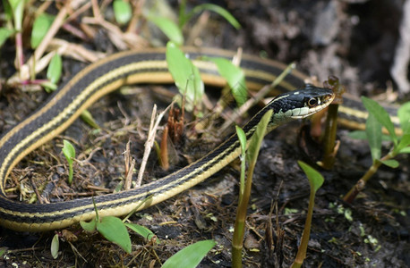 半动物有条纹的barataria保护区的长薄条纹丝带蛇杰斐逊野生动物背景