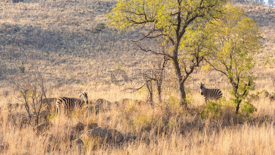 掠食者自然匹兰斯堡在南非皮拉内斯贝格公园的干旱热带草原上注意捕食者时两只斑马图片