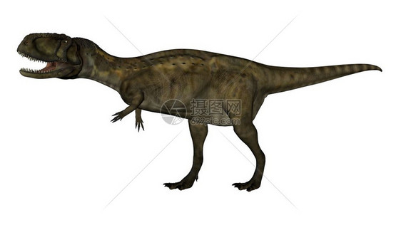 安倍龙恐在白色背景中孤立行走3D变成安倍龙恐3D化身使成为兽脚亚目数字的图片