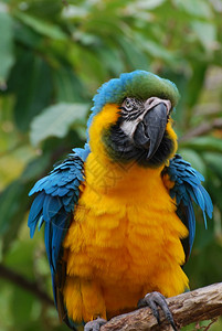 玻利维亚蓝色和黄金刚鹦鹉Ih黄色的鸟舍自然图片
