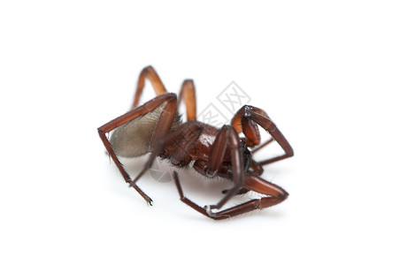 无脊椎动物白色背景上的毛发蜘蛛阿尔乔佩爬行图片