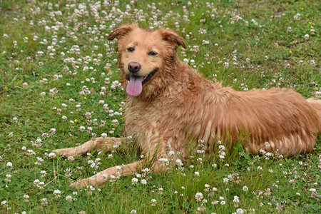 小河鸭狗在池塘游泳后湿透了可爱的雅茅斯狗红色宠物图片