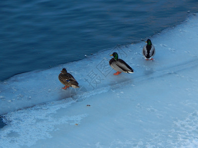 寒冷冬季的鸭子图片