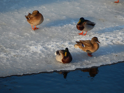 自然白色的鸭子坐在冰上河里游泳荒野图片