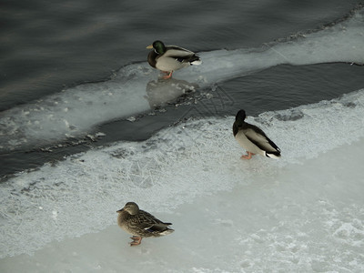 鸭子坐在冰上河里游泳雪寒冷的野生动物图片