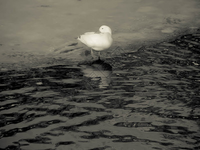 季节冷冻水鸭子坐在冰上河里游泳图片