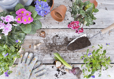 植物满的花盆和园艺桌上满是土壤的铲子镘图片