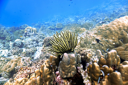 蓝色的水下藻类珊瑚礁植物图片