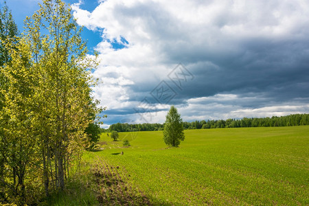 自然植物夏日大片的田野中绿芽天空充满美丽的云雾绿色图片