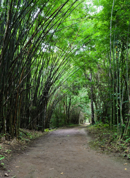 小路丛林热带雨中的竹布森路径分支图片